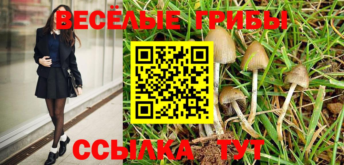хочу   Вход с VPN  Тула  Галлюциногенные грибы Psilocybine cubensis 